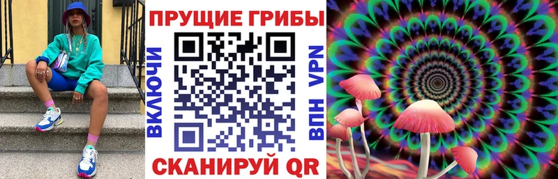 где найти   Злынка  Галлюциногенные грибы Psilocybe 